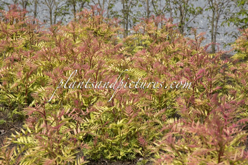 Sorbaria sorbifolia ‘Sem’