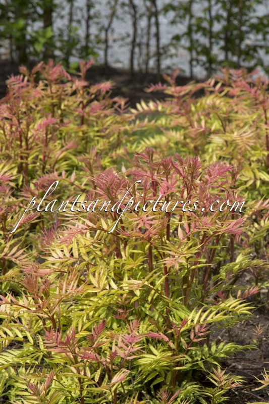 Sorbaria sorbifolia ‘Sem’