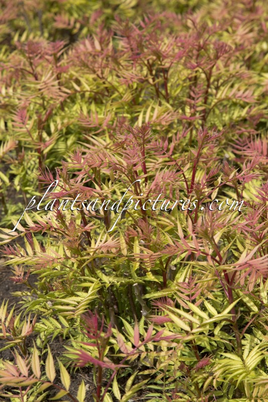 Sorbaria sorbifolia ‘Sem’