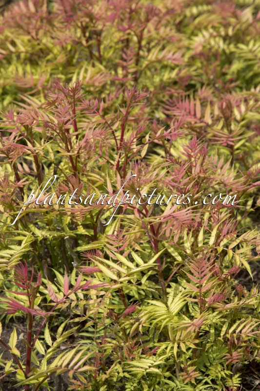 Sorbaria sorbifolia ‘Sem’