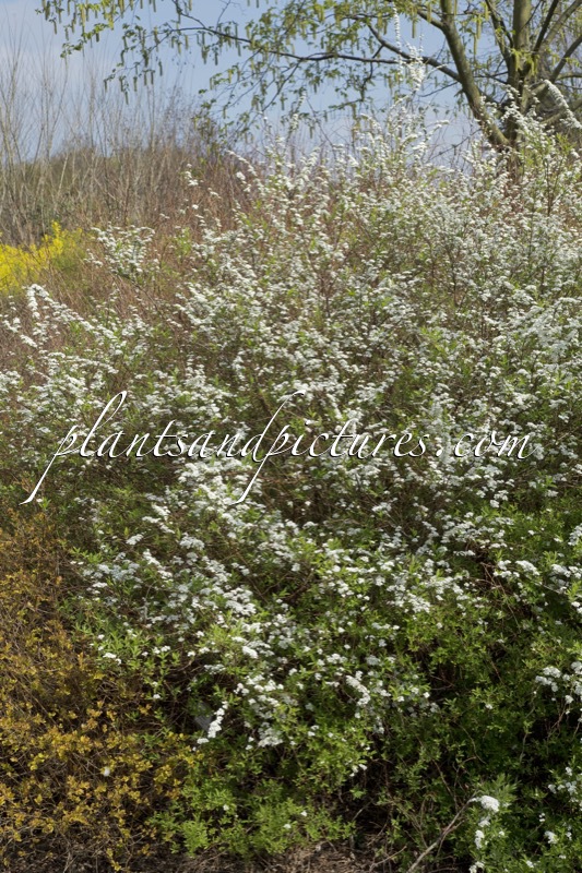 Spiraea cinerea ‘Grefsheim’