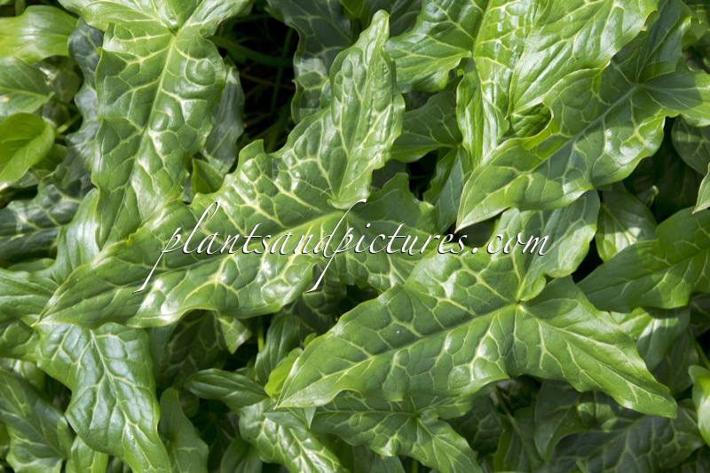 Arum italicum
