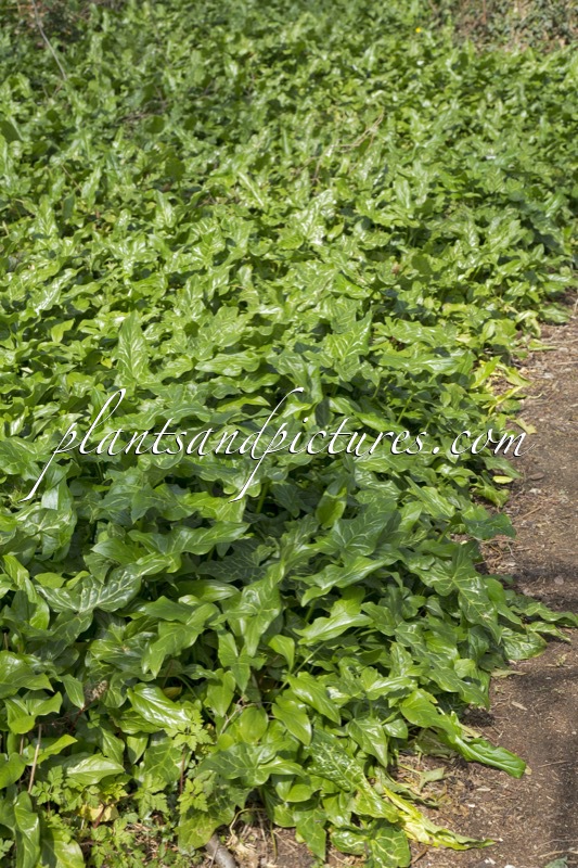 Arum italicum