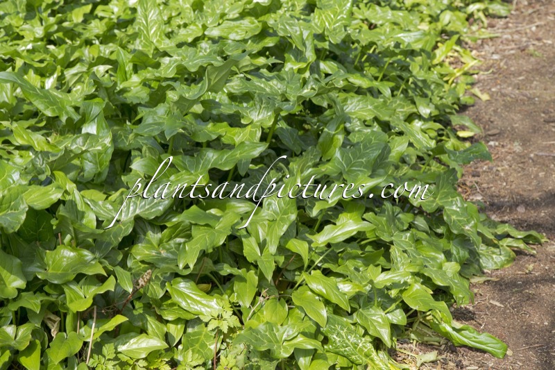 Arum italicum
