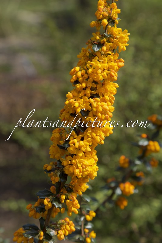 Berberis lologensis ‘Mystery Fire’