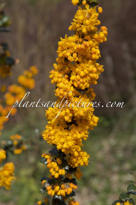 Berberis lologensis ‘Mystery Fire’