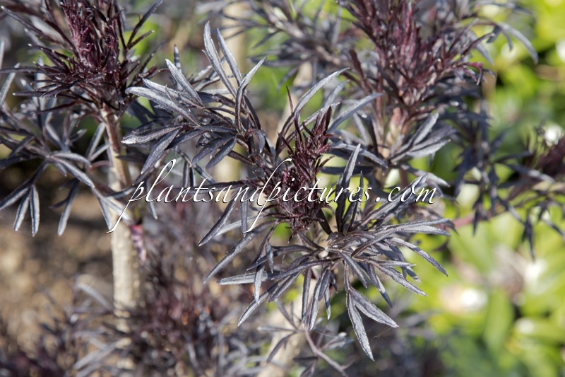 Sambucus nigra ‘Eva’ (BLACK LACE)