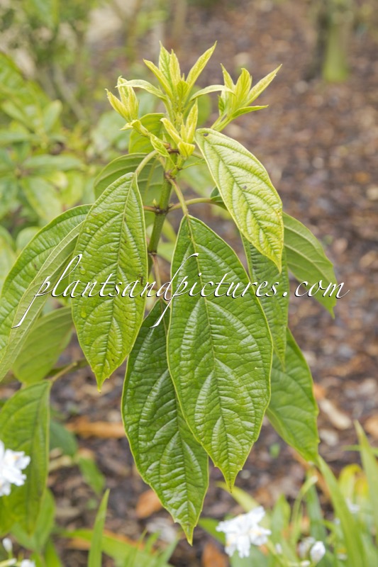 Viburnum ternatum