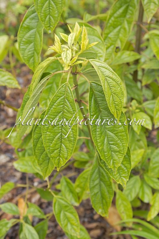 Viburnum ternatum