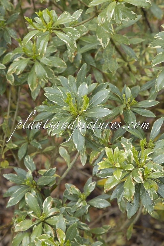 Pittosporum eugenioides ‘Variegatum’
