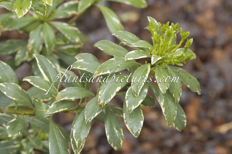 Pittosporum eugenioides ‘Variegatum’