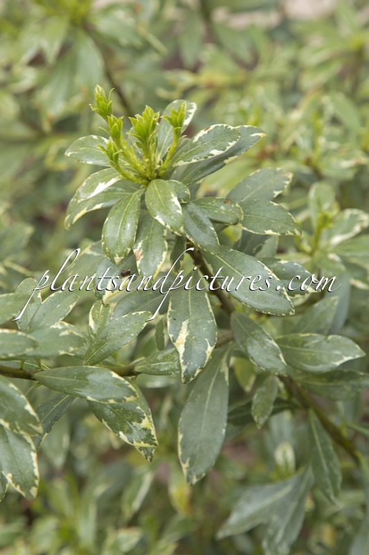 Pittosporum eugenioides ‘Variegatum’