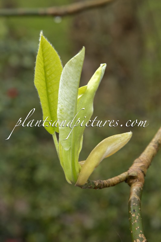 Magnolia macrophylla