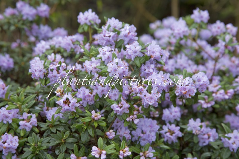 Rhododendron hippophaeoides