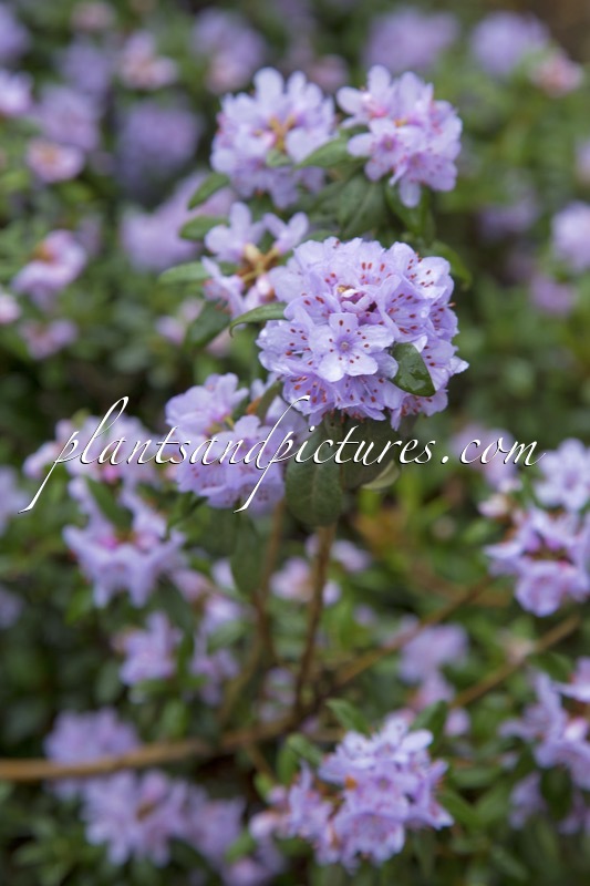Rhododendron hippophaeoides