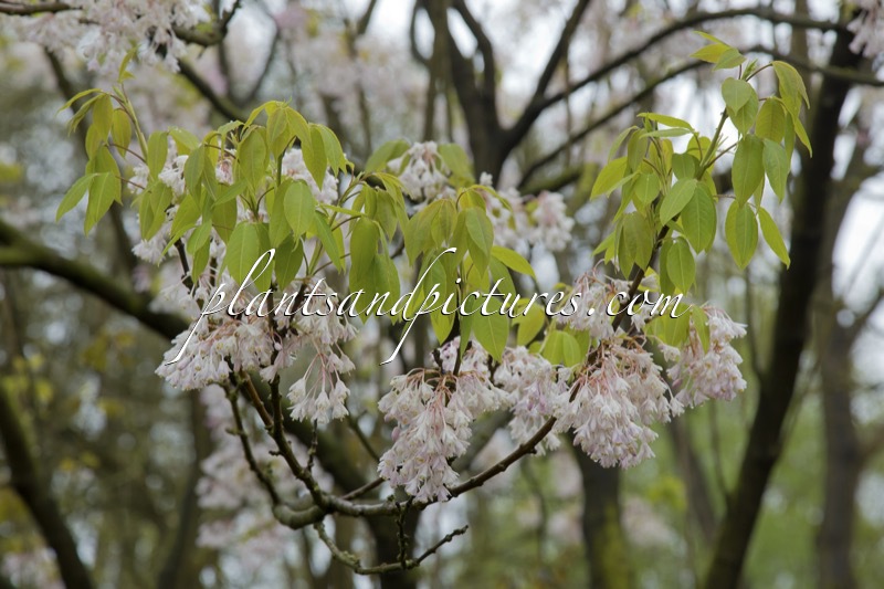 Staphylea holocarpa ‘Rosea’