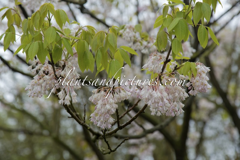 Staphylea holocarpa ‘Rosea’
