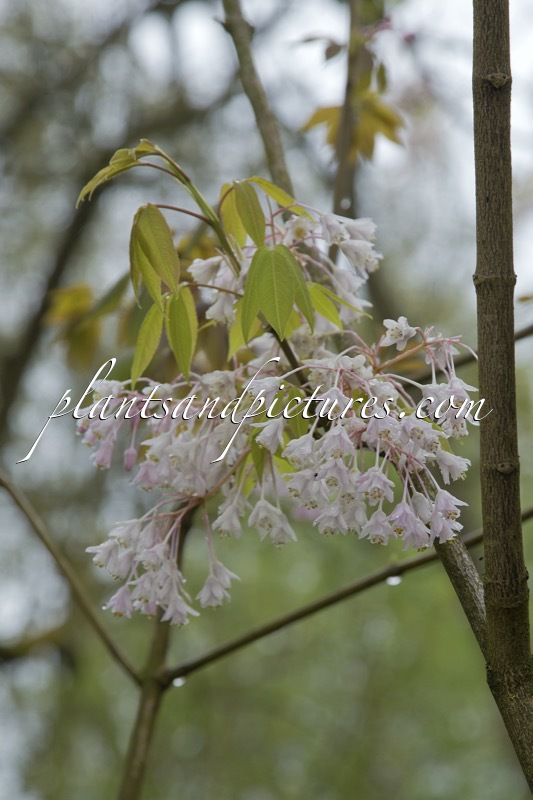 Staphylea holocarpa ‘Rosea’