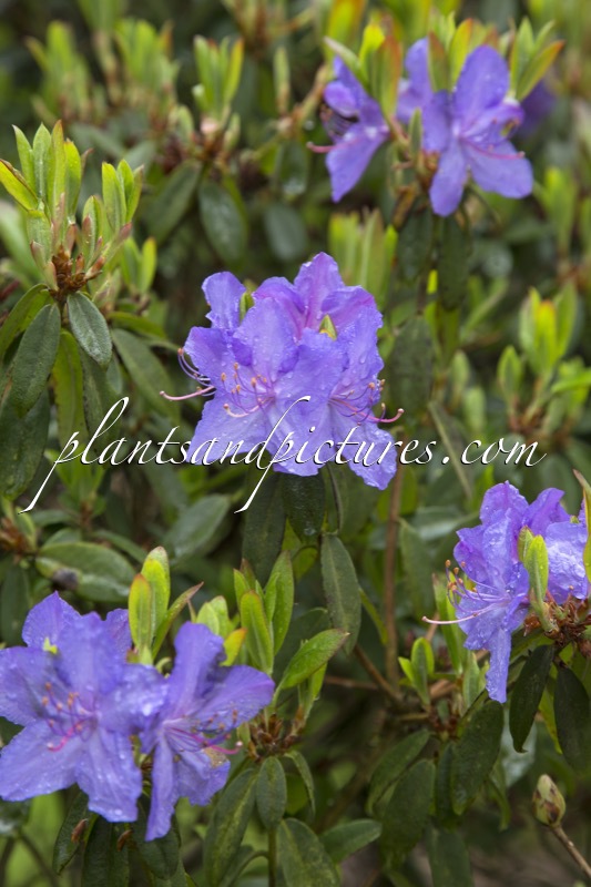 Rhododendron augustinii