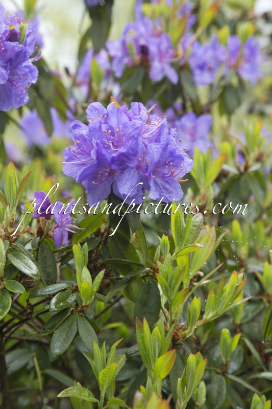 Rhododendron augustinii