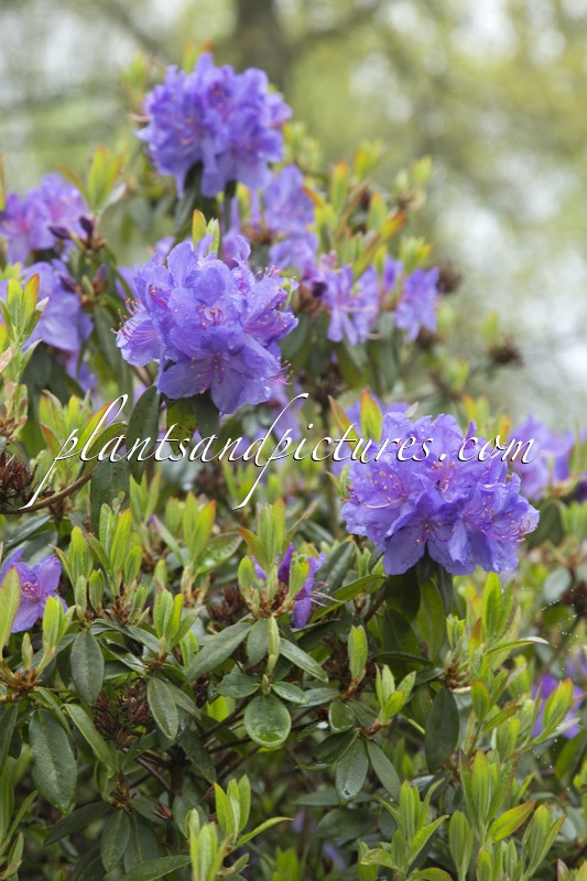 Rhododendron augustinii