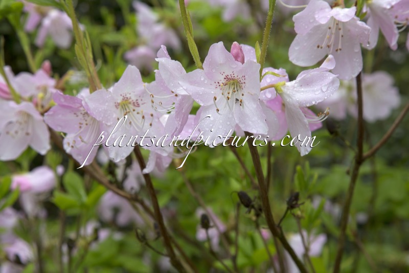 Rhododendron schlippenbachii