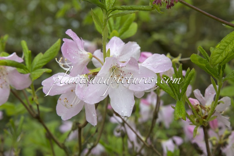 Rhododendron schlippenbachii
