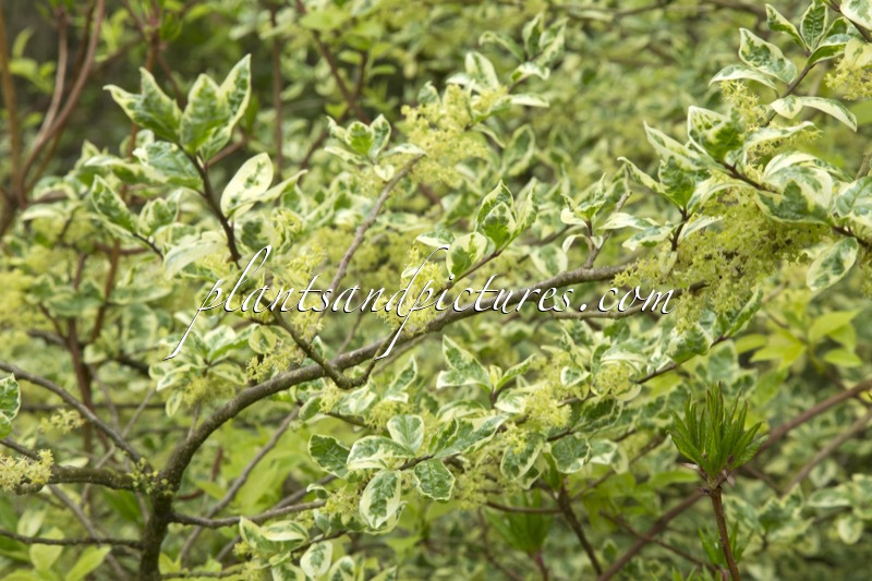 Orixa japonica ‘Variegata’