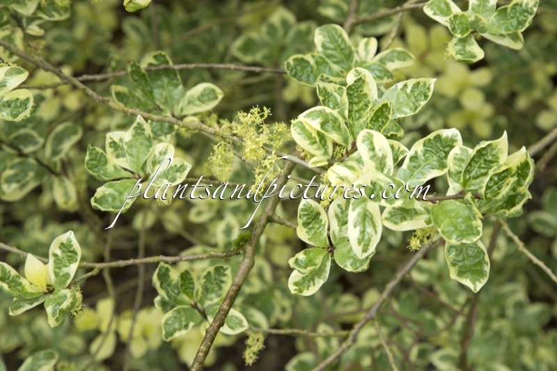 Orixa japonica ‘Variegata’