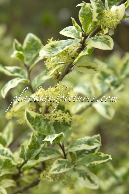 Orixa japonica ‘Variegata’