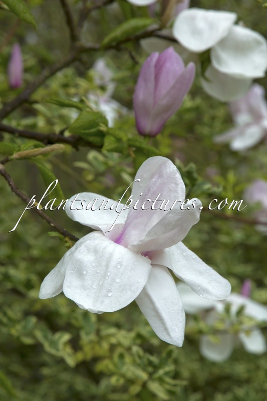 Magnolia soulangeana ‘Lennei’ x Magnolia ‘Norman Gould’