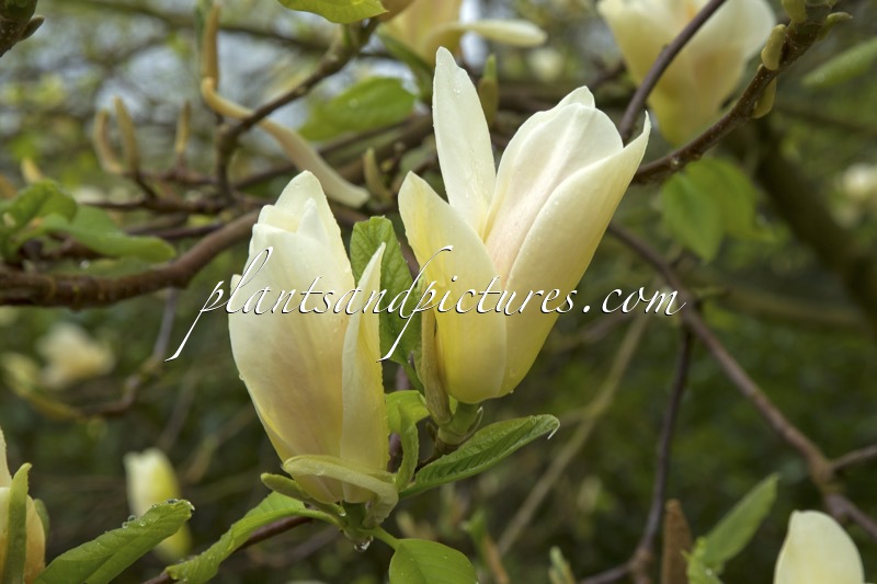 Magnolia ‘Curly Head’