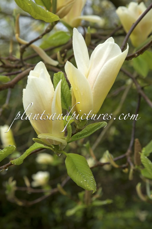 Magnolia ‘Curly Head’