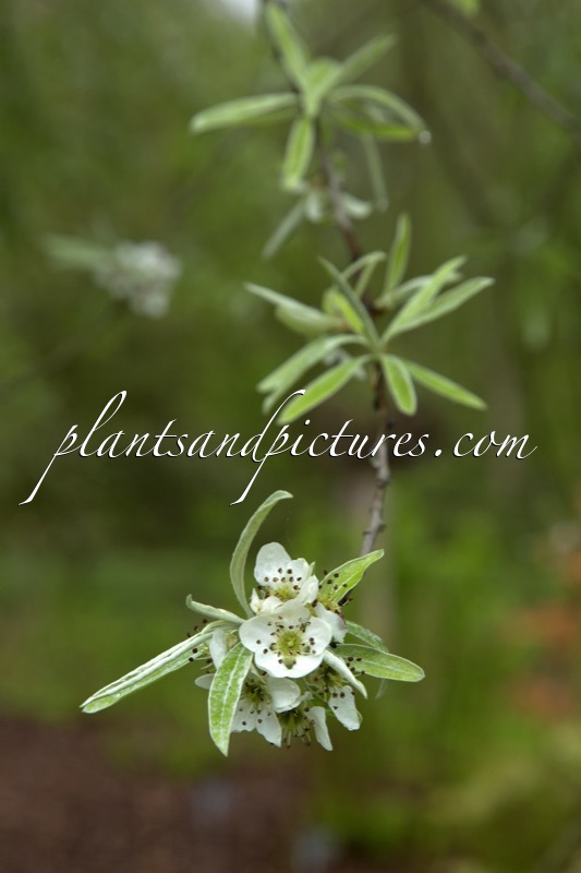 Pyrus salicifolia ‘Pendula’