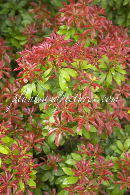Pieris japonica ‘Mountain Fire’