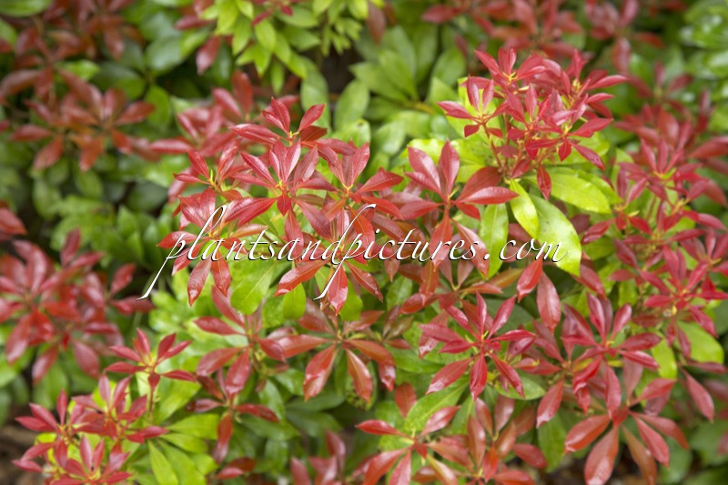 Pieris japonica ‘Mountain Fire’