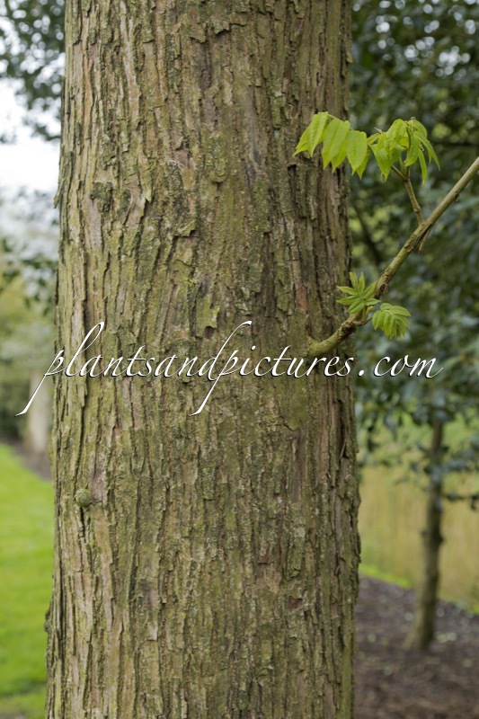 Pterocarya rhoifolia