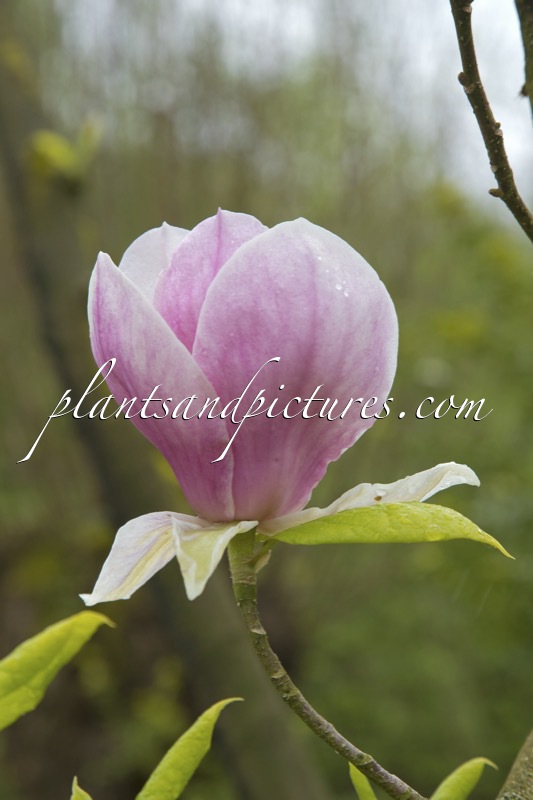 Magnolia soulangeana ‘Veitchii Rubra’