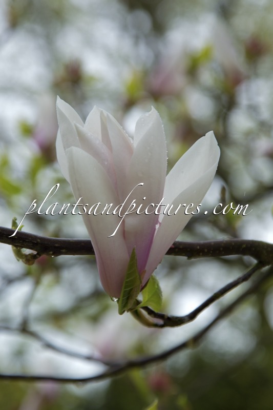 Magnolia ‘Peppermint Stick’
