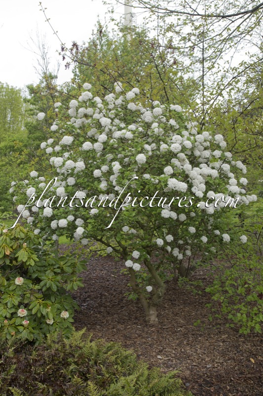 Viburnum carlcephalum ‘Cayuga’