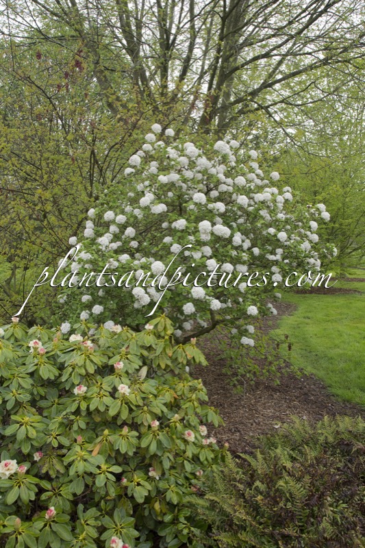 Viburnum carlcephalum ‘Cayuga’