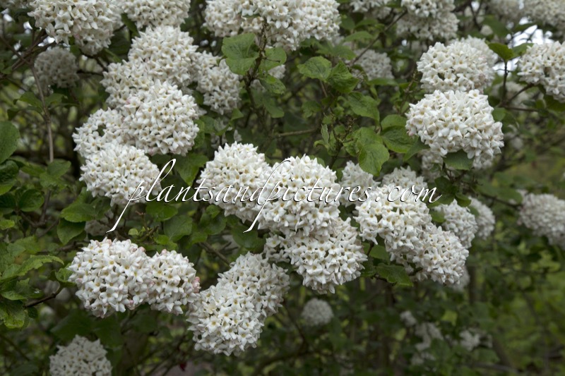 Viburnum carlcephalum ‘Cayuga’