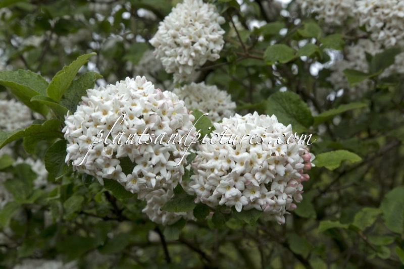 Viburnum carlcephalum ‘Cayuga’