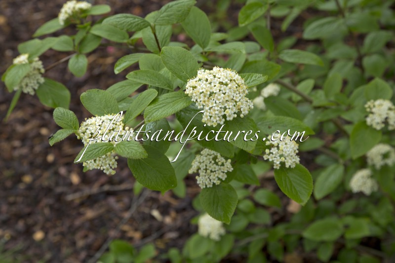 Viburnum ‘Emerald Triumph’