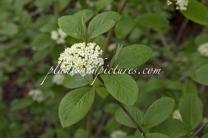 Viburnum ‘Emerald Triumph’