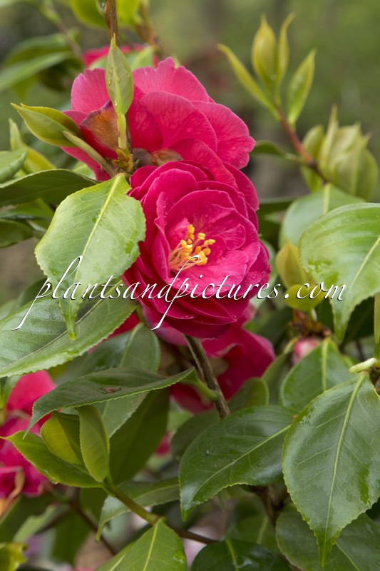 Camellia japonica ‘Victoire de Bisschop Rubra’