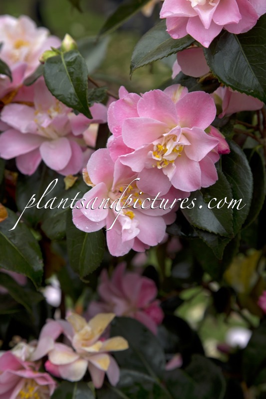 Camellia japonica ‘Pslatte’