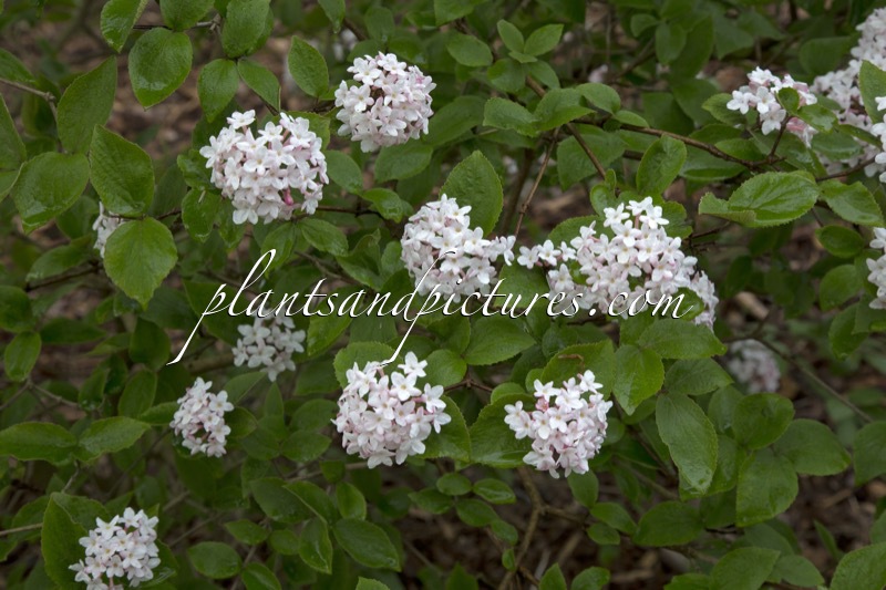 Viburnum carlesii ‘Juddii’