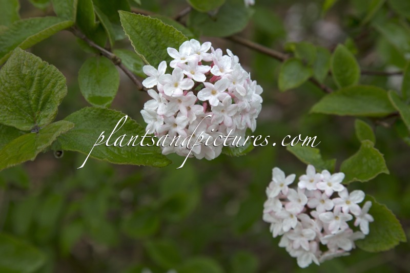 Viburnum carlesii ‘Juddii’