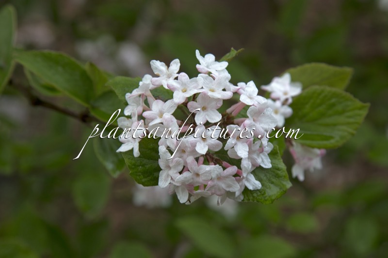 Viburnum carlesii ‘Juddii’